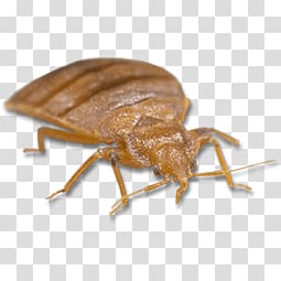 Bed bug transparent background PNG clipart