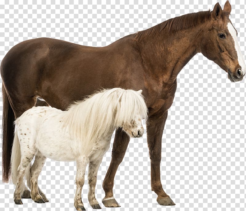 Shetland pony Belgian horse Welsh Pony and Cob , Horses transparent background PNG clipart