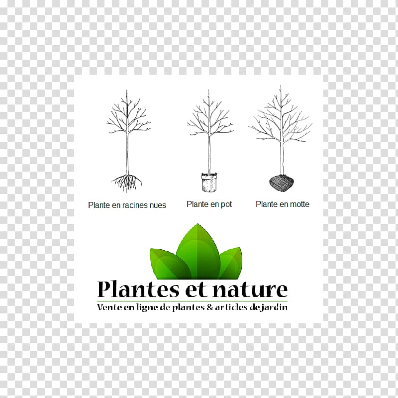 Logo Brand Tree Font Grasses, prunier d\'ente transparent background PNG clipart