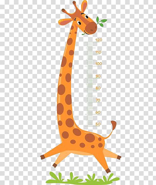giraffe illustration, Giraffe Illustration, Giraffe measure height transparent background PNG clipart