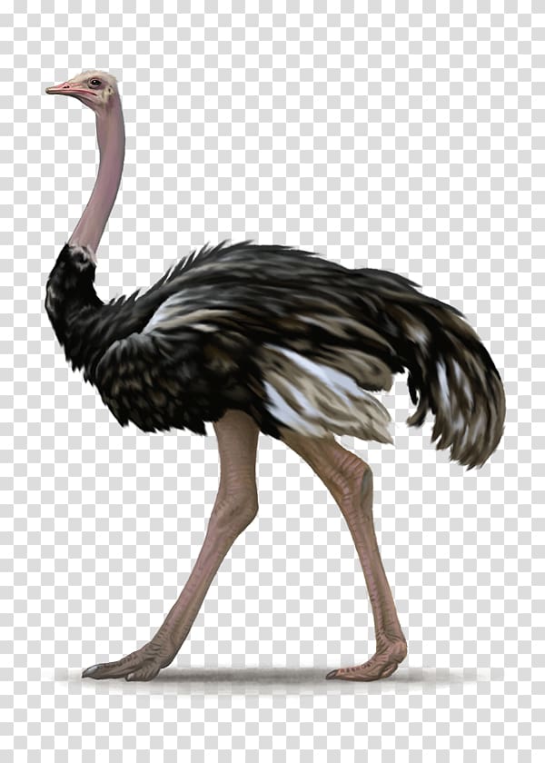 black and gray ostrich illustration, Common ostrich Bird, Ostrich transparent background PNG clipart