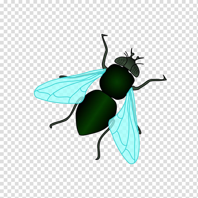 Housefly Insect , fly transparent background PNG clipart