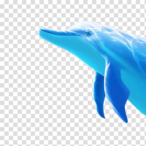 Tucuxi Dolphin, Dolphin Porpoise Blue, dolphin transparent background PNG clipart