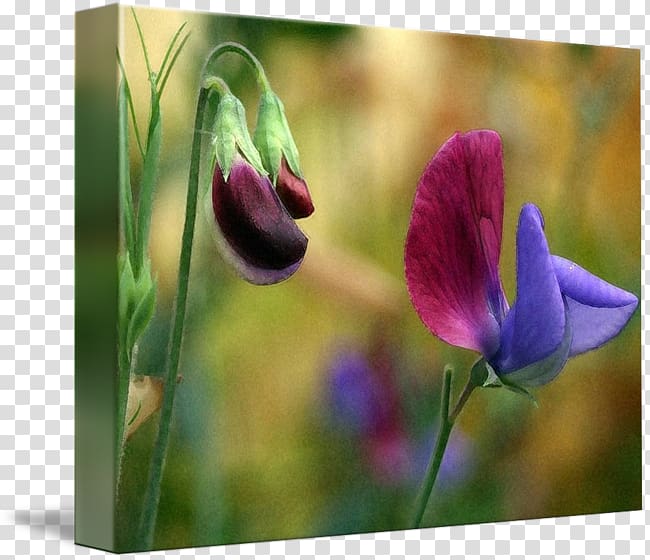 Tulip Meadow Violet Wildflower Plant stem, tulip transparent background PNG clipart