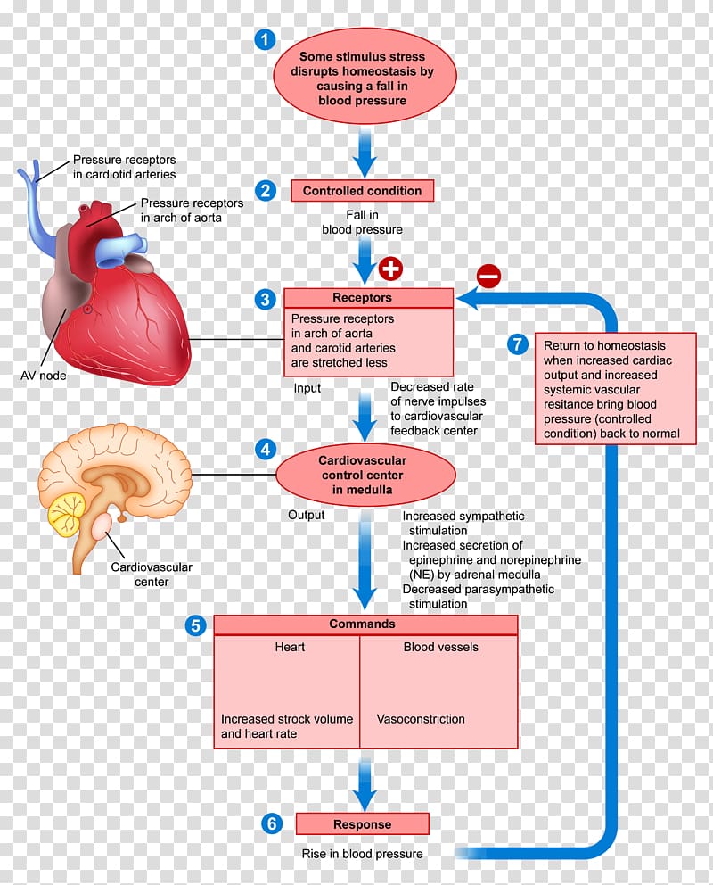 Negative Feedback Anatomy Positive Feedback Human Body Blood 