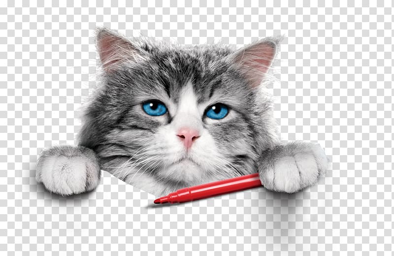 gray and white cat holding red pen , Tom Brand Felix Grant Film director Poster, Cat transparent background PNG clipart