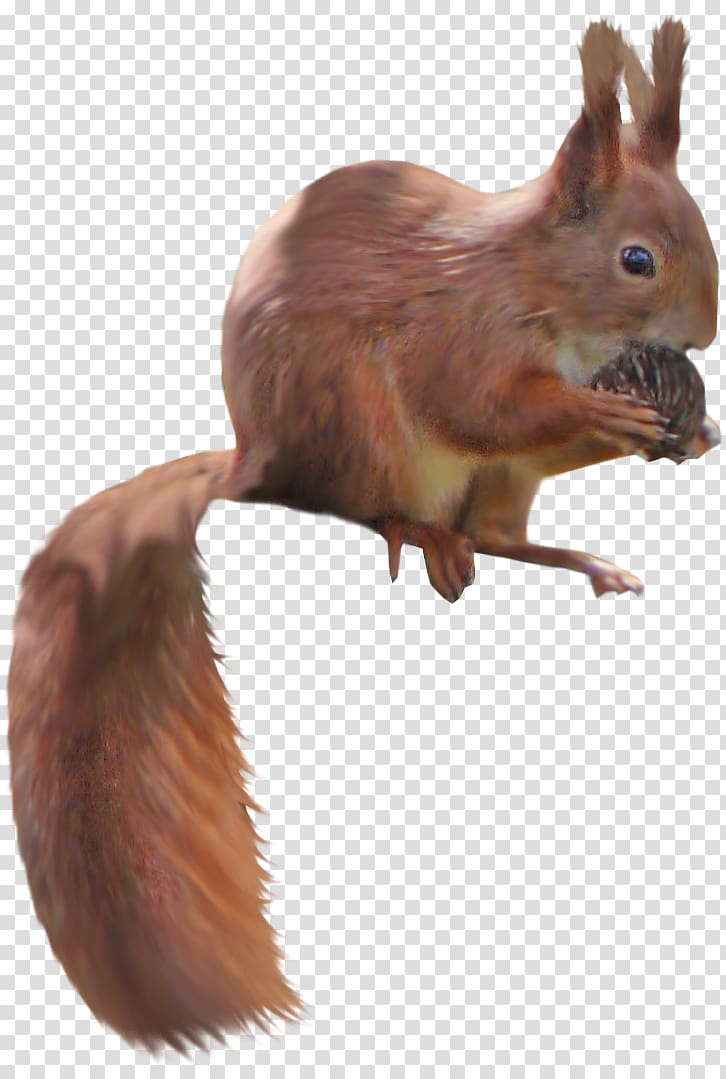 Scape Tree squirrel, Brown Squirrel transparent background PNG clipart
