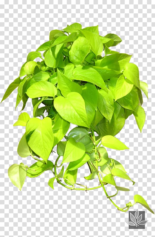 Plant Interscapes Devil\'s ivy Houseplant Philodendron cordatum Scindapsus, ivy plant transparent background PNG clipart