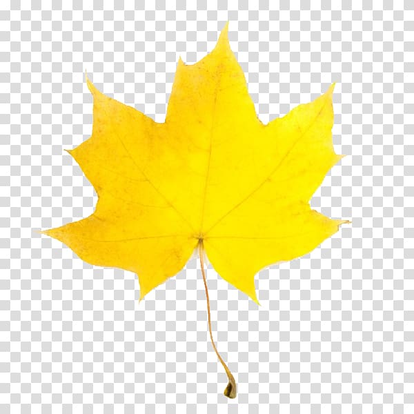 Leaf Yellow Maple Autumn , Fall Leaves transparent background PNG ...