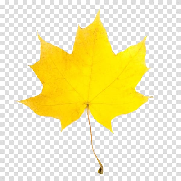 Leaf Yellow Maple Autumn , Fall Leaves transparent background PNG clipart