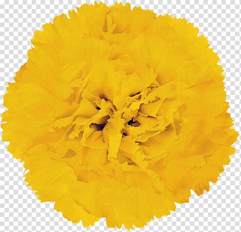 Yellow Petal Flower Orange Barberton daisy, flower transparent background PNG clipart