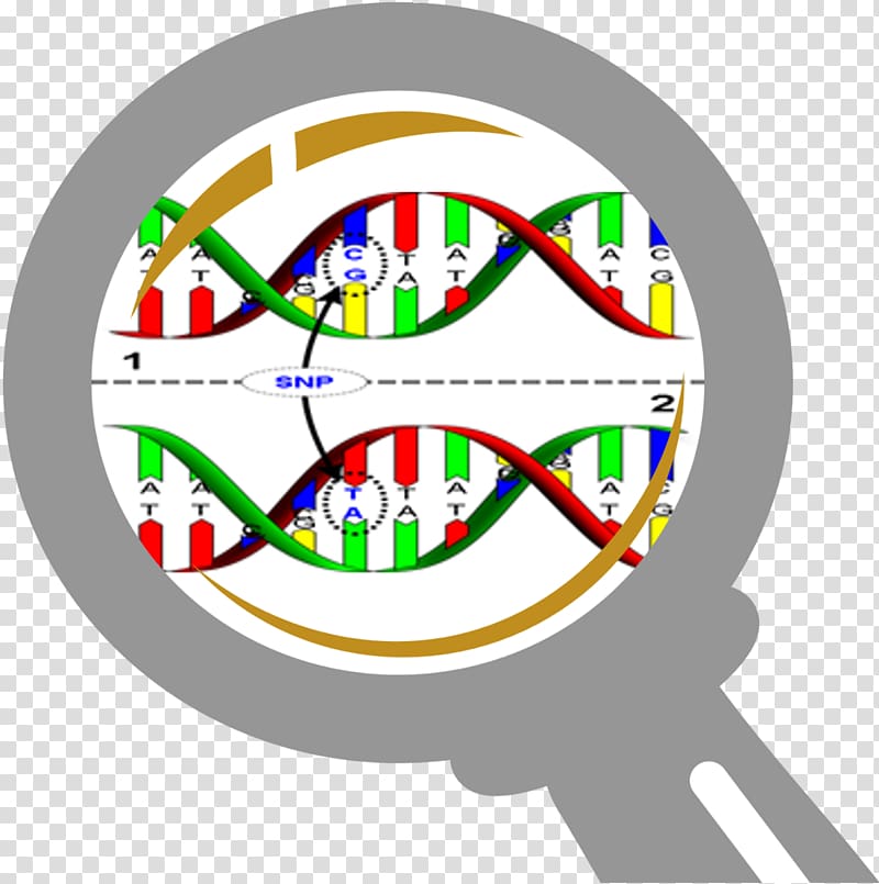 Single-nucleotide polymorphism DNA Genetics, Snp transparent background PNG clipart