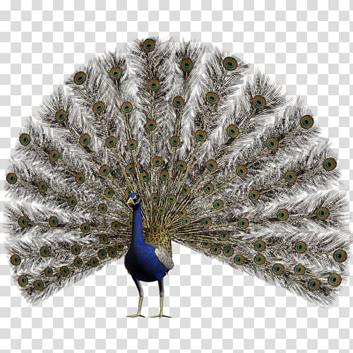 Pavo Feather Asiatic peafowl, feather transparent background PNG clipart