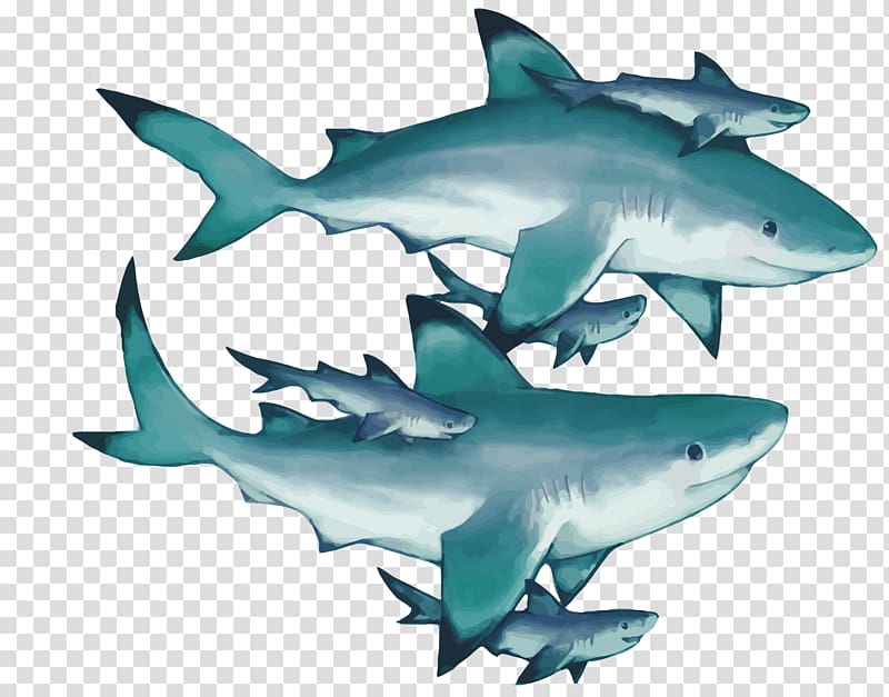 Tiger shark Squaliformes Great white shark Lamniformes, shark transparent background PNG clipart