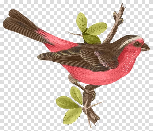 Himalayan white-browed rosefinch Lovebird Feather, Bird transparent background PNG clipart