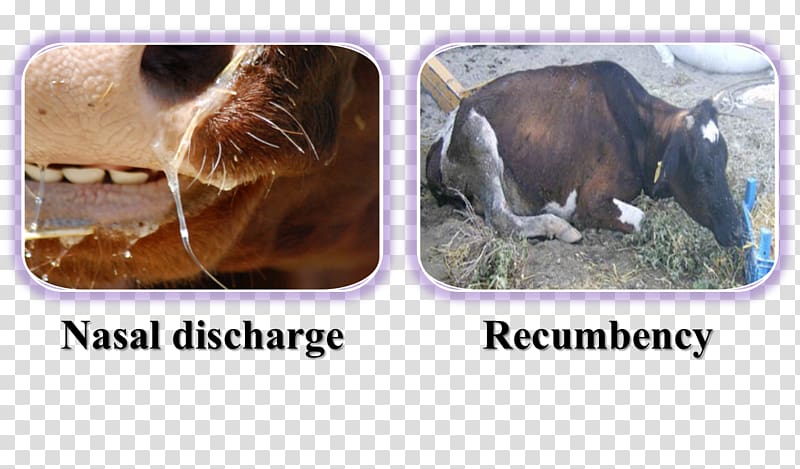 Cattle Fauna Snout, Encephalopathy transparent background PNG clipart