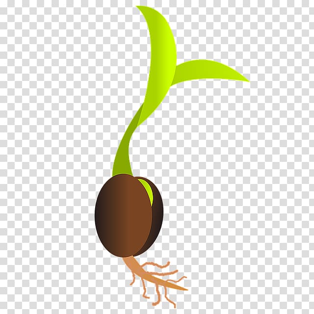 Germination Seed Sowing Sprouting , plant transparent background PNG clipart