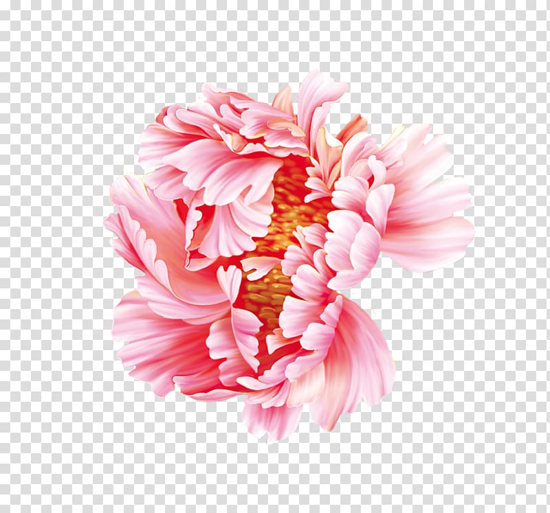 pink petaled flowers illustration, Dahlia Moutan peony Flower, Peony transparent background PNG clipart