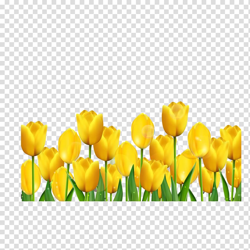 Tulip Yellow , Golden Tulip transparent background PNG clipart