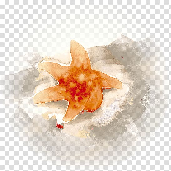 Seashell Conch, sea star transparent background PNG clipart