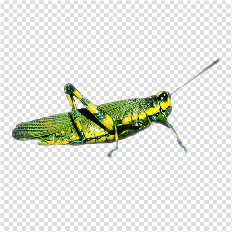 Grasshopper Insect Locust Caelifera, grasshopper transparent background PNG clipart
