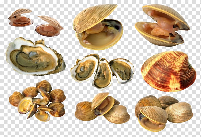 Cockle Mussel Clam Bivalvia, Oyster transparent background PNG clipart