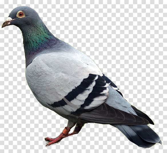 Racing Homer Columbidae Bird Homing pigeon Starling pigeon, Bird transparent background PNG clipart