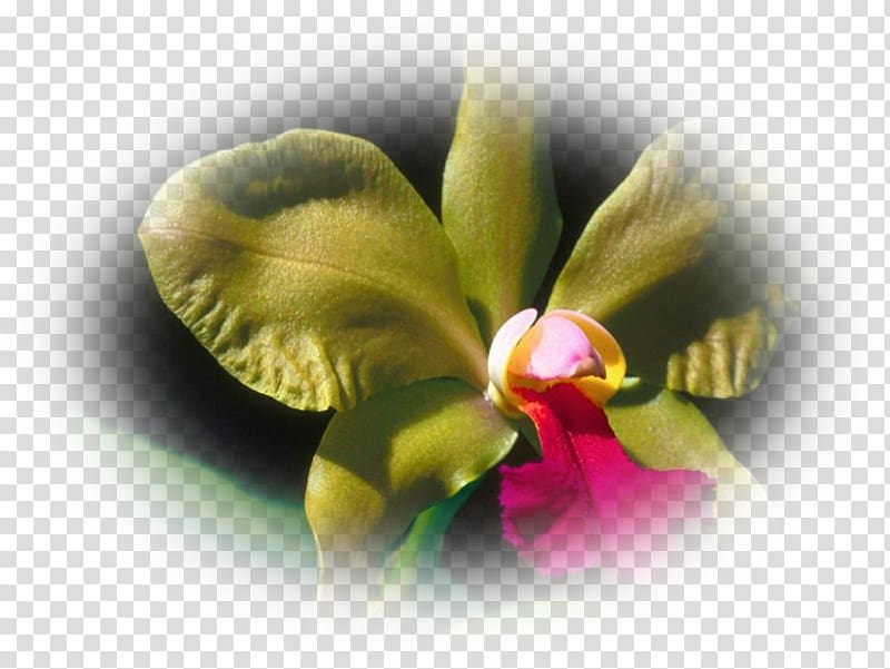 São Roque do Canaã Rodovia Armando Martineli Moth orchids Orquidário, orchidee transparent background PNG clipart