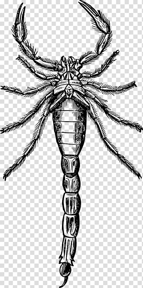 Scorpion Drawing Arthropod , Scorpion transparent background PNG clipart