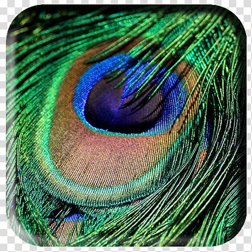 Feather Bird Peafowl Green Iridescence, feather transparent background PNG clipart