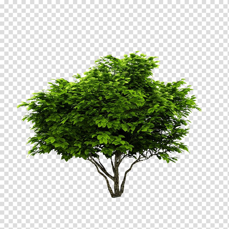 green leafed plant, Tree Shrub Deciduous Plant Botany, green tree transparent background PNG clipart