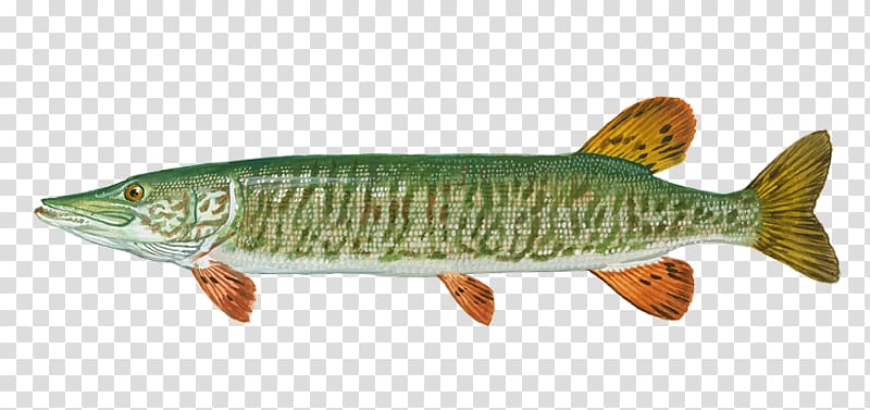 Northern pike Tiger muskellunge Fishing Salmon, Fishing transparent background PNG clipart