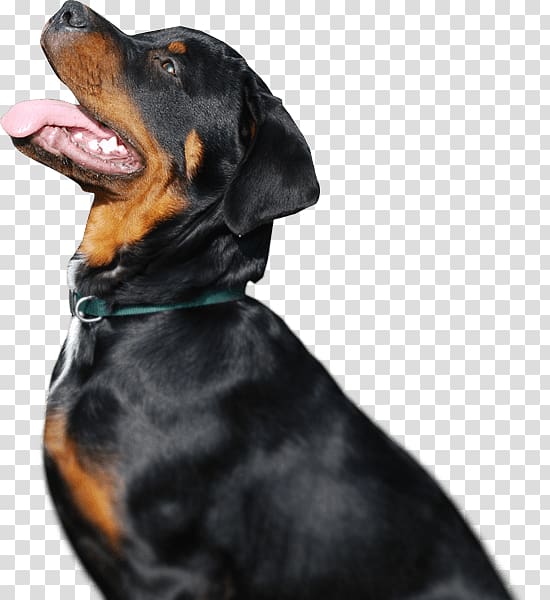 Rottweiler Puppy Dog breed Guard dog Great Dane, puppy transparent background PNG clipart