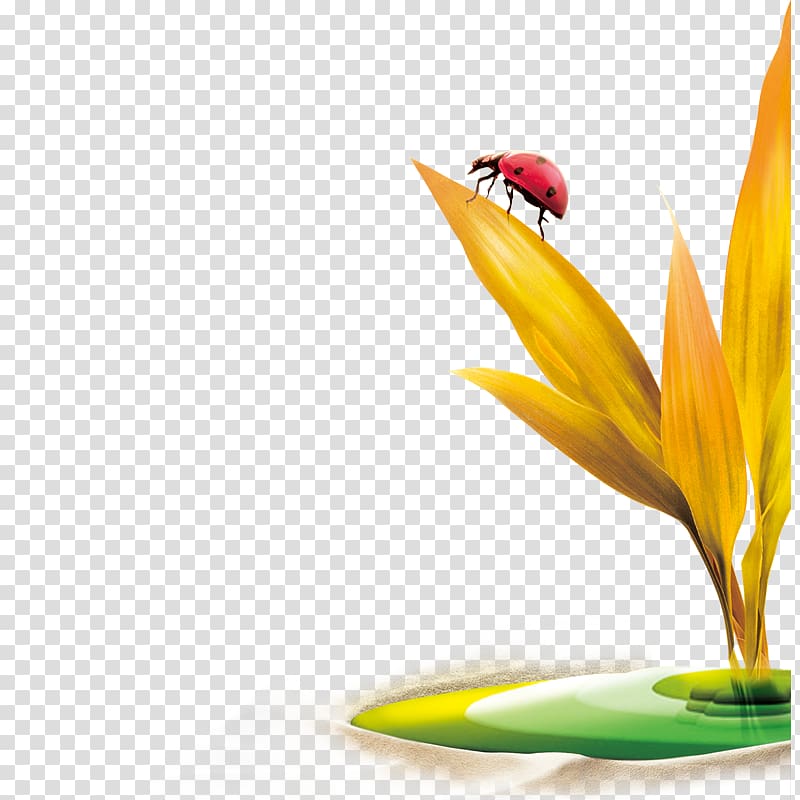 Ladybird Insect , Ladybug on a leaf transparent background PNG clipart