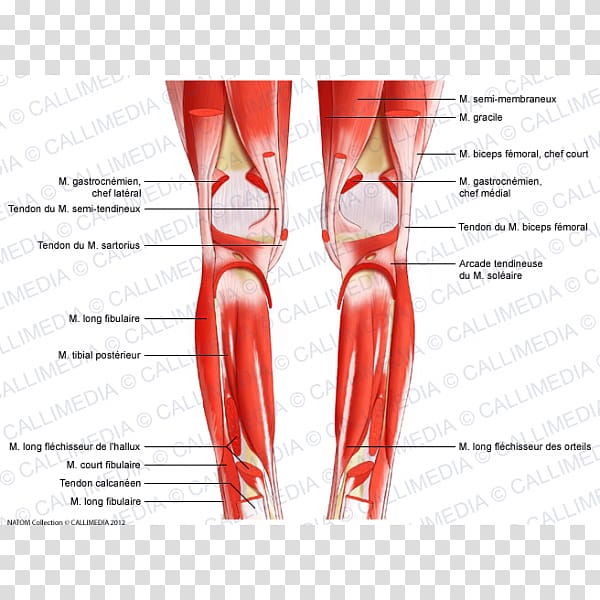 Human leg Knee Human body Muscle Thigh, blood transparent background PNG clipart