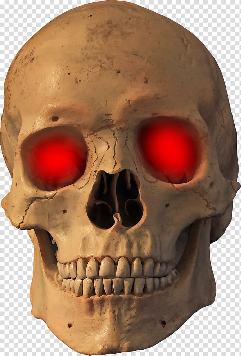 Human skull Skeleton Bone, skull transparent background PNG clipart