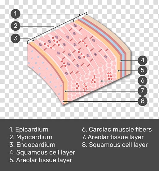 Posterior compartment of the forearm Brachioradialis Pronator teres muscle, aortic endothelial cells transparent background PNG clipart