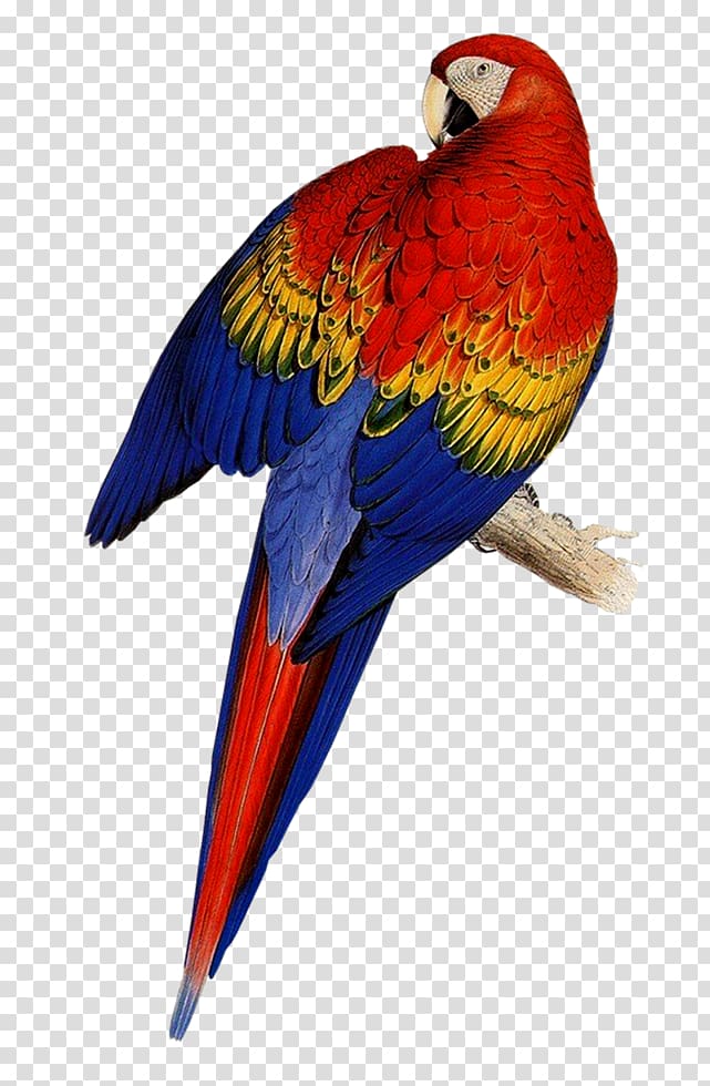 Edward Lear, the Parrots Illustrations of the Family of Psittacidae, or Parrots Artist, parrot transparent background PNG clipart