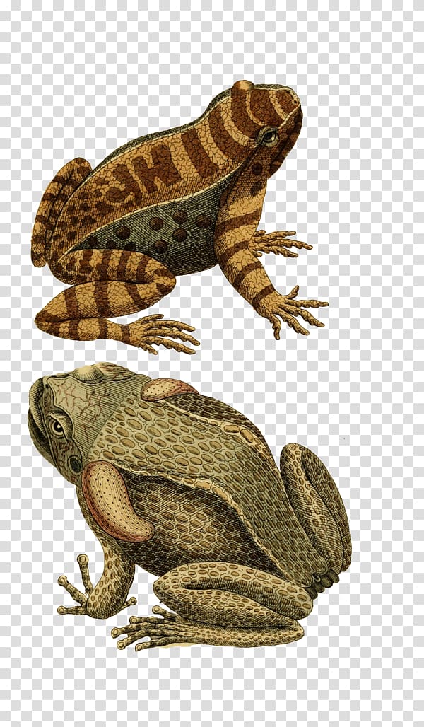 True frog Toad Amphibian, frog transparent background PNG clipart