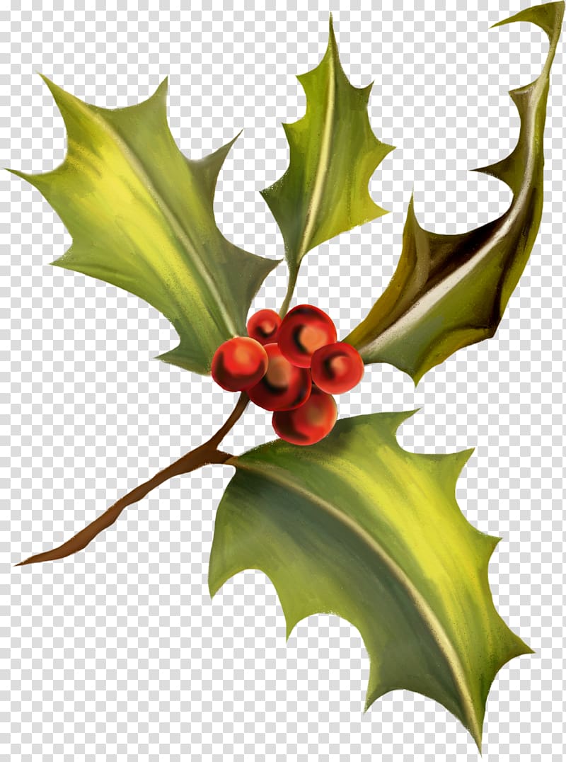 Ilex crenata , HOLLY transparent background PNG clipart