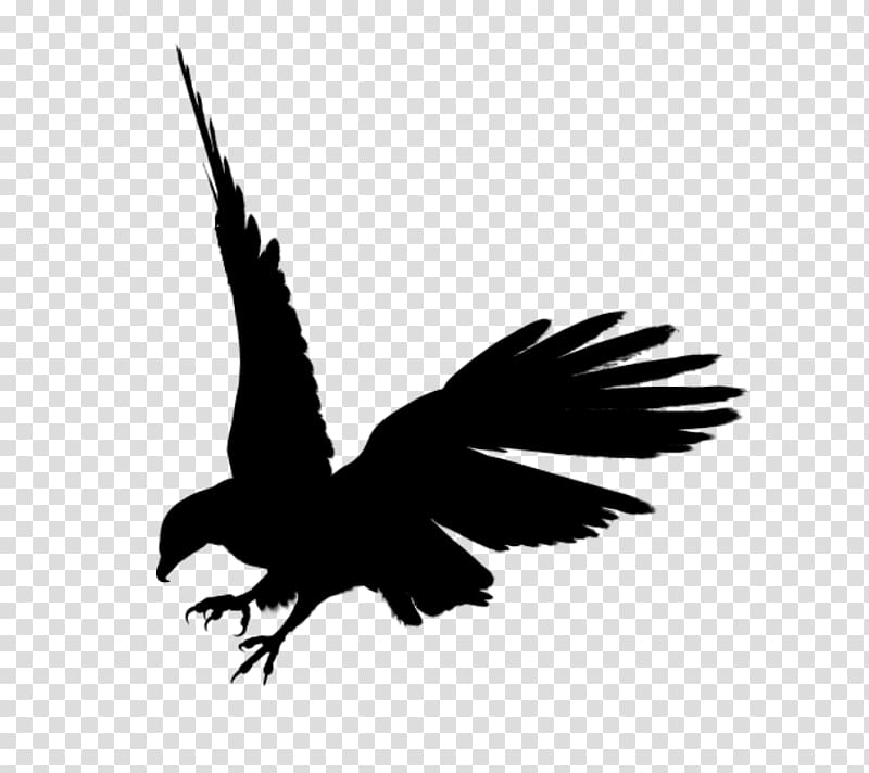 Bald Eagle Black eagle , Eagle Black Siluet transparent background PNG clipart