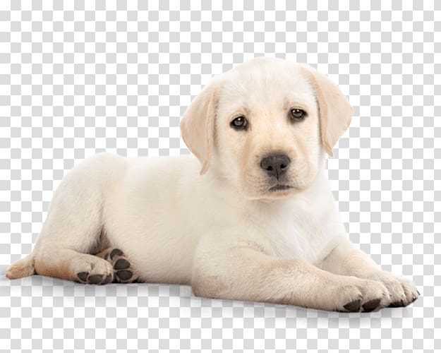 yellow Labrador retriever puppy illustration, Puppy Dog Labrador transparent background PNG clipart