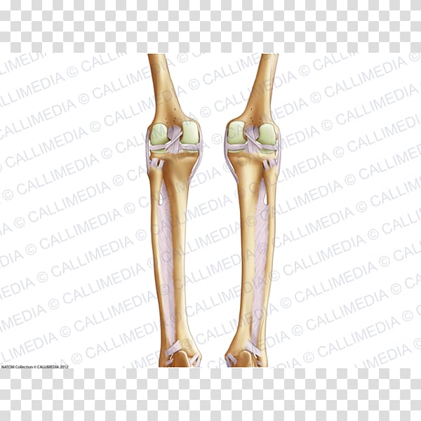 Shoulder Knee Bone Human leg Ligament, Human Bein transparent background PNG clipart