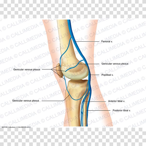 Thumb Knee Human leg Vein Human anatomy, others transparent background PNG clipart