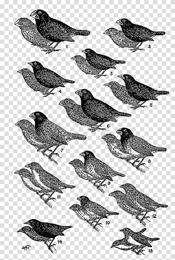 Darwin's finches Galápagos Islands Drawing American Sparrows, others transparent background PNG clipart