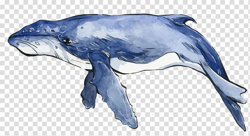 baleen whale illustration, Dolphin Watercolor painting Whale, blue watercolor whale transparent background PNG clipart