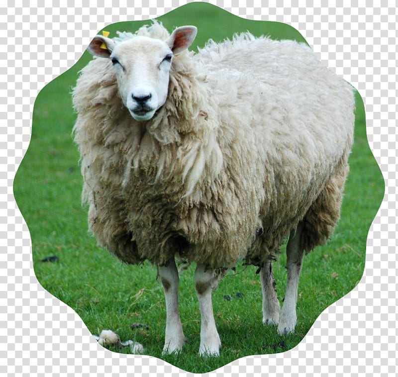 Shetland sheep Shropshire sheep Goat Lamb and mutton Sheep farming, sheep transparent background PNG clipart