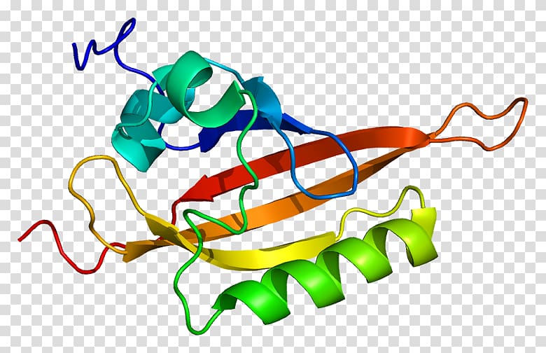 Aryl hydrocarbon receptor nuclear translocator Basic helix-loop-helix, others transparent background PNG clipart