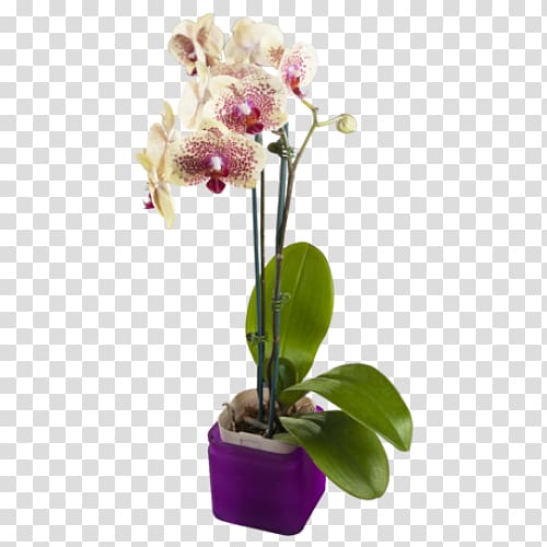Moth orchids Yellow Cut flowers Purple, purple transparent background PNG clipart