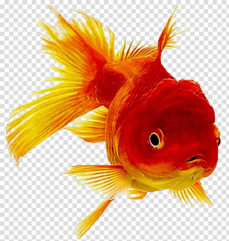 Oranda Ornamental fish Common goldfish, fish transparent background PNG clipart